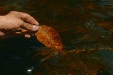 A hand gently holds a brown leaf above the water's surface, reflecting the calm resulting from dialectical behavior therapy (DBT).